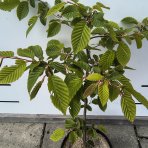 Hrab obyčajný (Carpinus betulus) - výška 40-70 cm, kont. C2L